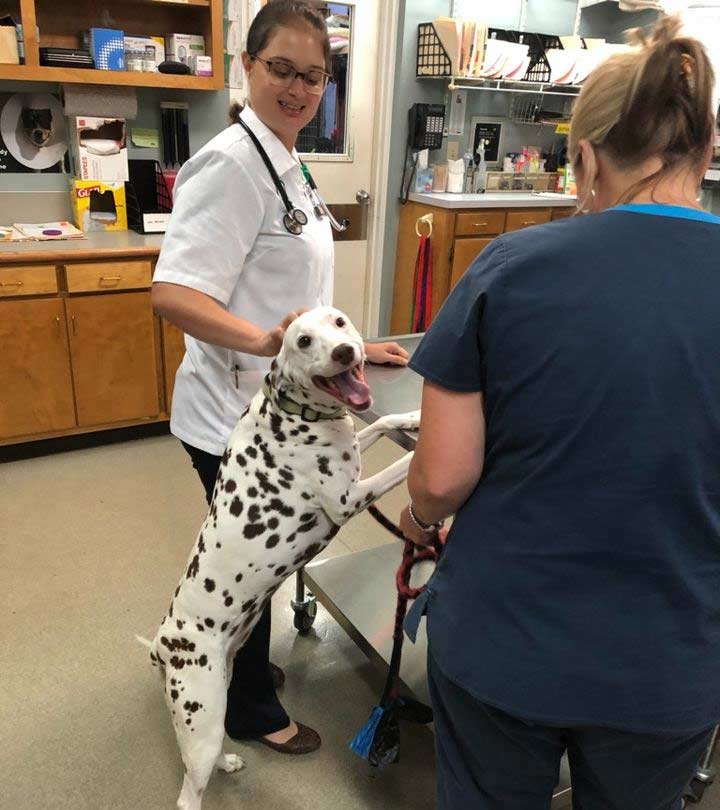 Cornelius Veterinary Careers