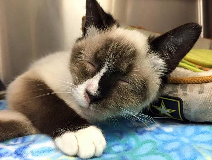 Preventive Care for Cats