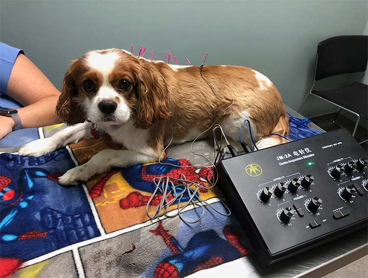 Pet Acupuncture